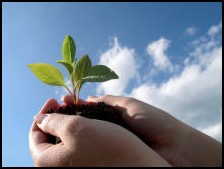 Holding plant with soil in hands